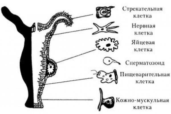 Актуальная ссылка на кракен